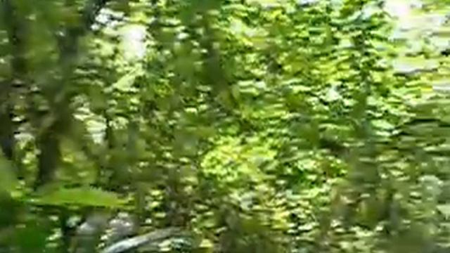 NZ native forest смотреть онлайн