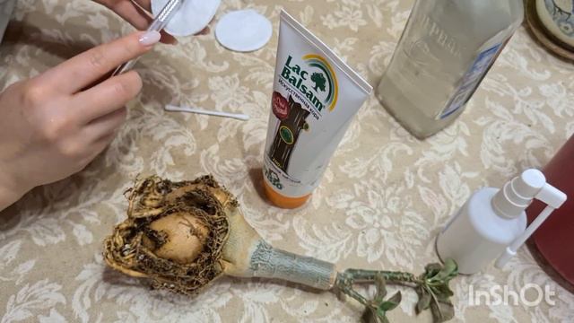 Пересадка двух адениумов. Неожиданная попочка 🥰 смотреть онлайн