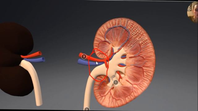 СТРОЕНИЕ ПОЧКИ смотреть онлайн