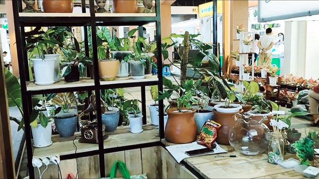GREEN WHISPERS ON EXHIBITION #pamerantanamanhias #greenwhispers #aroids #alocasia #alocasiajacklin смотреть онлайн