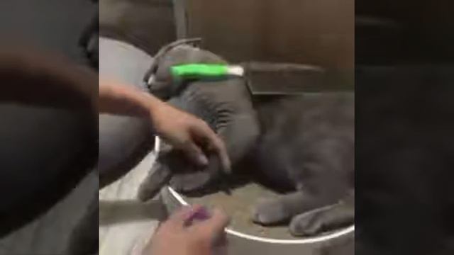 Что делать если кошка вас не слушается смотреть онлайн