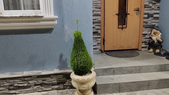 ПРОДОЛЖАЕМ СТРИЖКИ РАСТЕНИЙ!