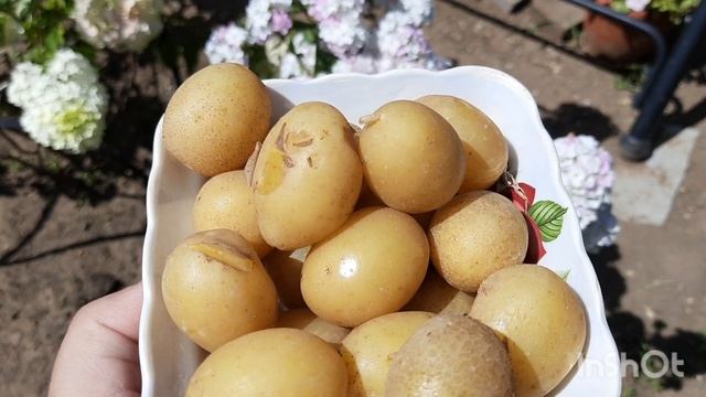 Что мы делаем с молодым мелким картофелем. смотреть онлайн