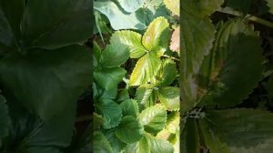 Земляника Симфония, поздний сорт.