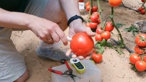 Томат Малвария F1