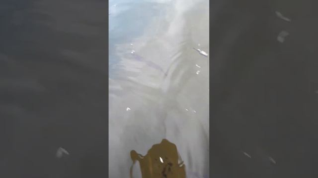 Щука малек зарыбление пруда часть 2 смотреть онлайн