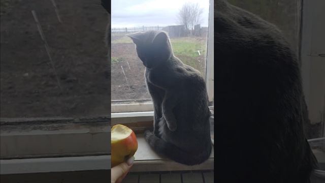 Тепа с яблоком