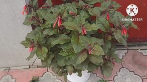 Сибирь. Обзор Фуксии в открытом грунте на 13 июля..mp4