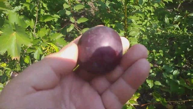 Алыча гибридная сорт Глобус. Дегустация смотреть онлайн