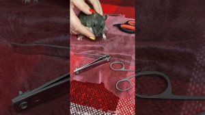 Обрезаем ногти Крысе в домашних условиях/Cutting the rat’s claws at home