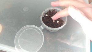 улитята вылупились?! Что делать? ?