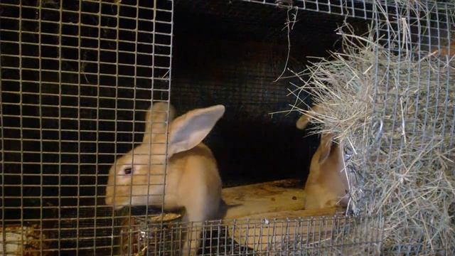 Всё о вздутии у кроликов.Часть 1. смотреть онлайн