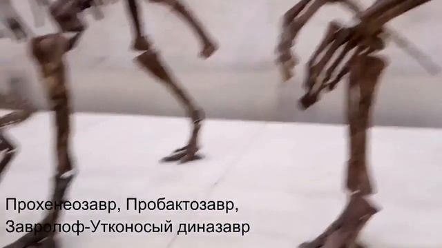 Московский Палеонтологический музей смотреть онлайн