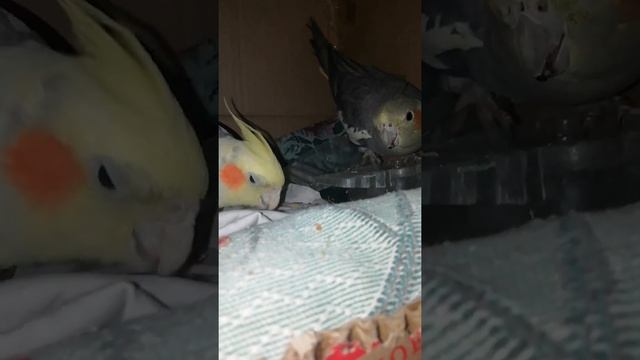 Попугаи и перепелиные яйца 2ч смотреть онлайн