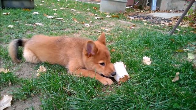 Карело-финская лайка. Нашел игрушку. смотреть онлайн