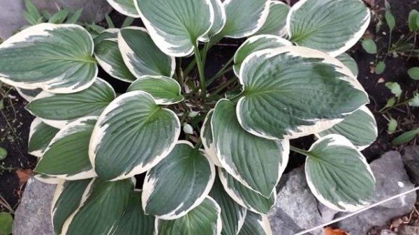 #хоста #hosta / Хоста гибридная Роберт Фрост( лат. hosta Robert Frost). Особенности роста,ухода.