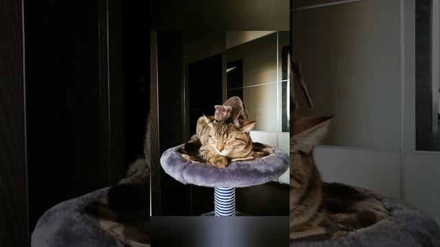 Фотки Шелби смотреть онлайн