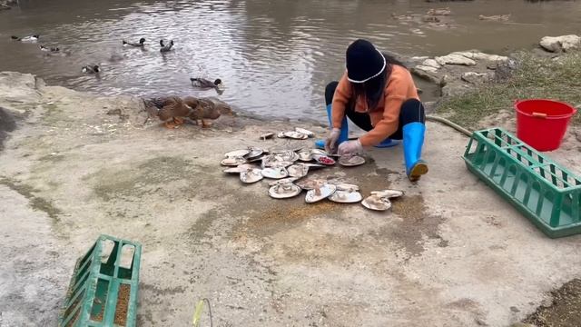 Pick Up Mussels In The Lake, Harvest Red And Green Pearls, And Feed The Ducks With Mussels