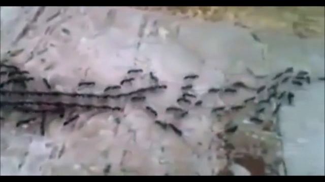 Удивительное видео: Муравьи несут змею. Как муравьи переносят тяжелые грузы. смотреть онлайн