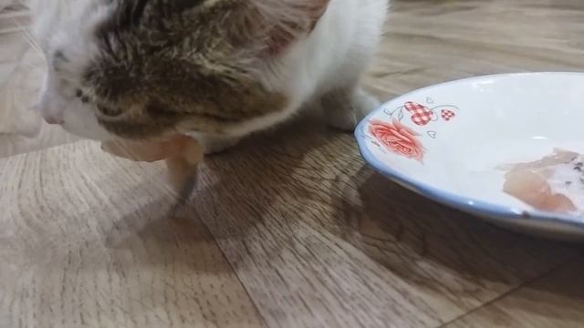 Кошка выбирает еду. Что она выберет РЫБУ или МЯСО?! Вкусная еда для кошек смотреть онлайн