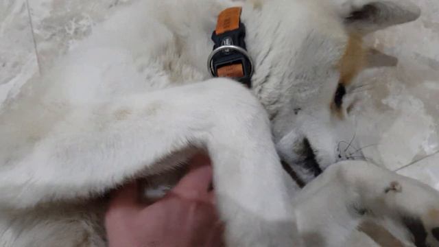 Akita inu relax - Акита ину смотреть онлайн