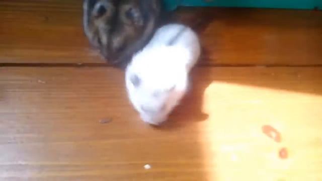 Сказка про жизнь хомячков: мама дочка и сыночек. смотреть онлайн