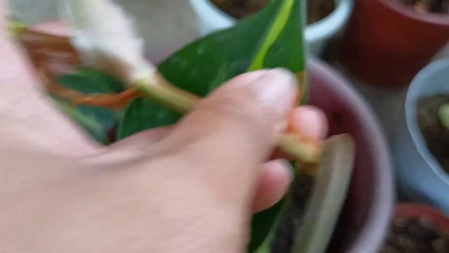 MY PHILODENDRON COLLECTION WITH NAMES & PRICES/CARE TIPS/ MAG OPEN DIN TAYO NG MGA REGALO смотреть онлайн