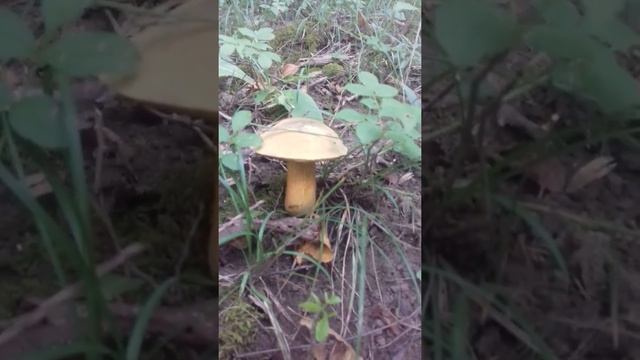 грибочки смотреть онлайн