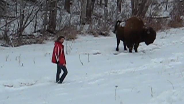 С североамериканскими бизонами смотреть онлайн