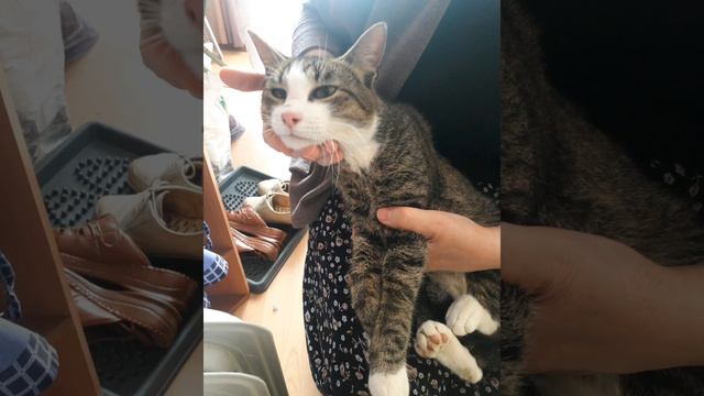 Косе очень нужен дом. смотреть онлайн