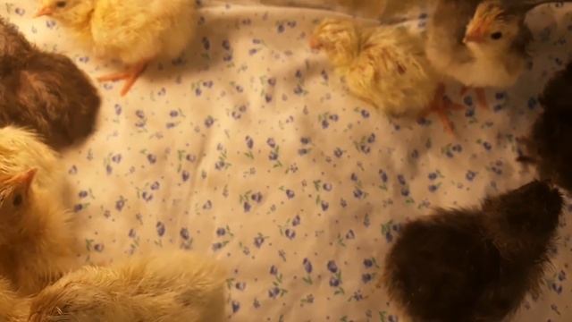 Китайский инкубатор И-48. Вывод. Итоги. Анализ. смотреть онлайн