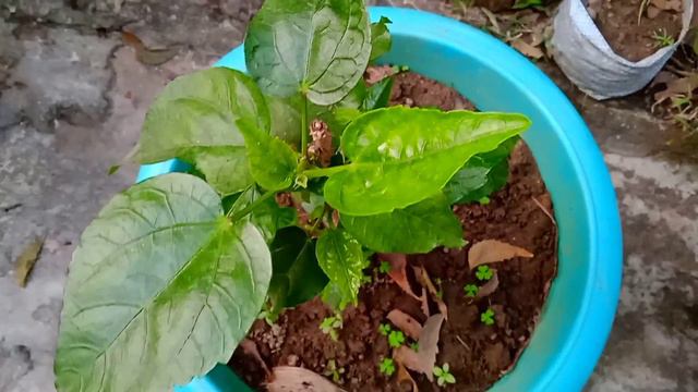 ||How to take care of hibiscus plant|| , #video , #garden || смотреть онлайн