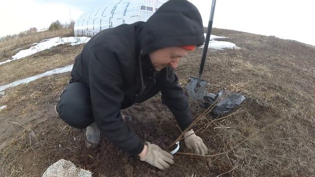 Самый главный СЕКРЕТ при посадке СМОРОДИНЫ. Выбирайте саженцы правильно!