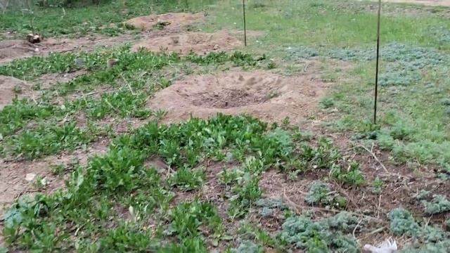 Павловния (Paulownia) Z07 в России Волгоградской области смотреть онлайн