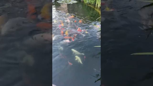 Японский карп в приусадебном пруду. #карпкои # #ставок #ландшафт #пруды смотреть онлайн