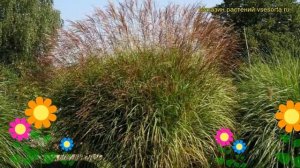 Мискантус китайский Фернер Остен. Краткий обзор, описание miscanthus sinensis Ferner Osten