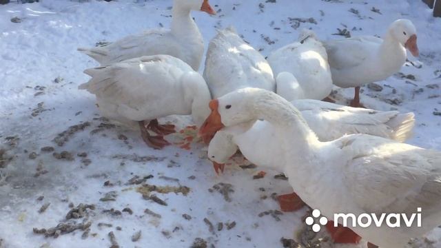 Витамины для гусей зимой смотреть онлайн