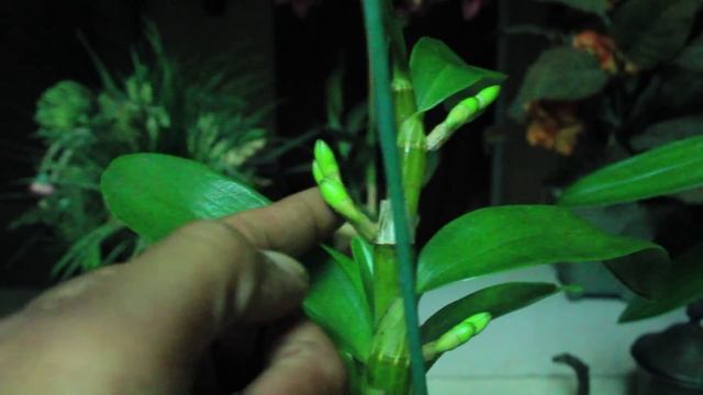 ALL ABOUT DENDROBIUM ORCHIDS - Phalaenopsis and Nobile смотреть онлайн