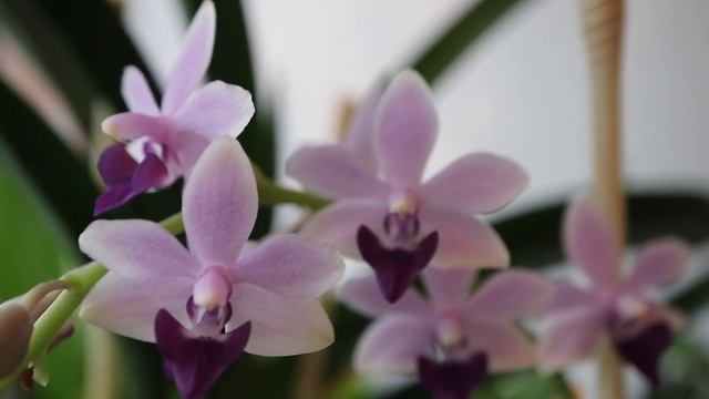 Angraecum Lady Lisa 'Rosemary' x sesquipedale и другие. смотреть онлайн