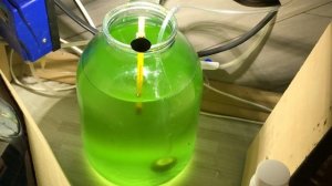 Содержание тетраселмиса (что нужно знать)