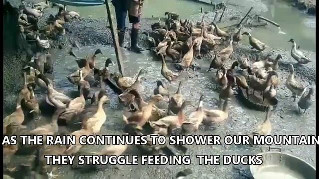 NEW BUILDING IS ALMOST DONE!!! DUCK FARMING UPDATE, RAFFLE DRAW UPDATE смотреть онлайн