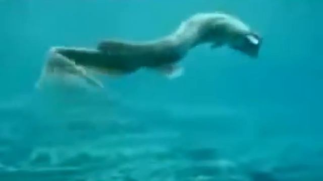 Доисторическая драконовая акула , найденная в близи Японии