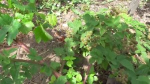 Что можно посадить в междурядьях винограда.