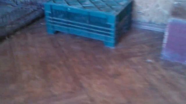 10.09.2016г. лисенок Донецкого приюта "4 ЛАПКИ" принимает гостей. смотреть онлайн