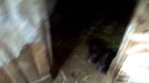 КАК И С ЧЕГО НАЧАТЬ РАЗВЕДЕНИЕ НУТРИЙ. Мой опыт.