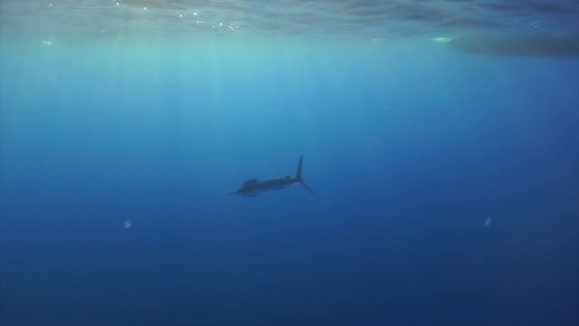 Fishing for Striped Marlin in Mexico ! смотреть онлайн