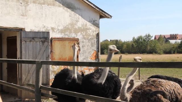 Африканський страус (Struthio camelus) - частина 2 смотреть онлайн