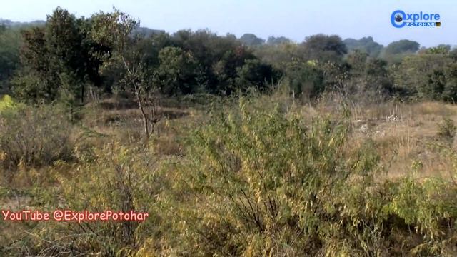 Shikar Khargosh 2022 | Coursing Dogs Chasing Wild Hare | Rabbit Race | Greyhound V Hare | Speed Dog смотреть онлайн