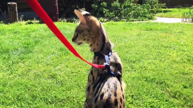 Девочка Сервал Питомник SoulCats смотреть онлайн