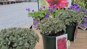Sedum Sunsparkler® 'Dazzleberry' & 'Plum Dazzled' (Stonecrop) // GORGEOUS Easy Groundcover